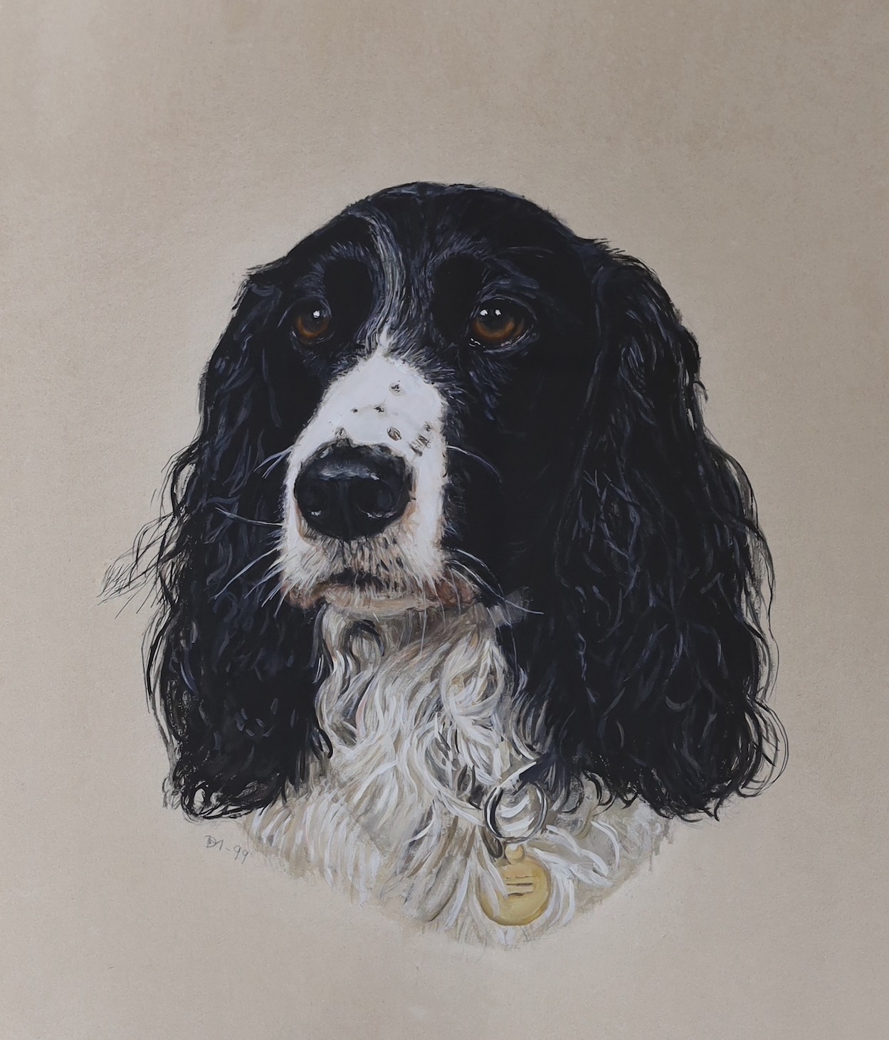 English School, gouache on card, Portrait of a Springer Spaniel, initialled and date '99, 51 x 41cm, burr wood framed